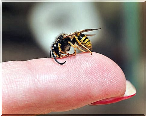 What to do in case of a wasp sting?